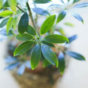 total plants bloom